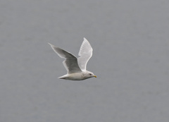 Larus glaucoides glaucoides