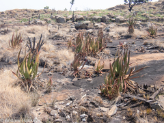 Aloe barbara-jeppeae