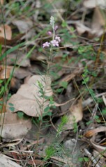 Philotheca spicata