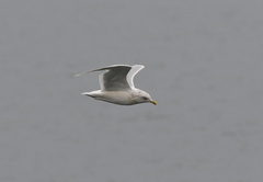 Larus glaucoides glaucoides