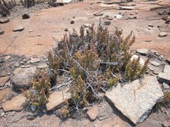 Myrothamnus flabellifolius