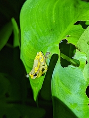 Dendropsophus ebraccatus