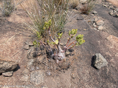Crassula sarcocaulis