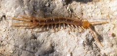 Lithobiidae