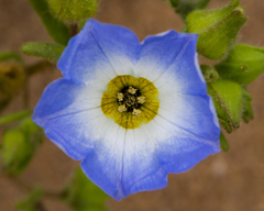 Nolana baccata