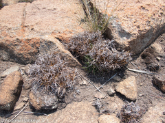 Xerophyta