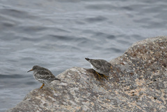 Calidris maritima