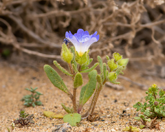 Nolana baccata