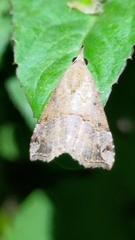 Hypena laceratalis