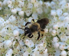 Melandrena
