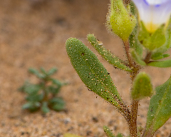 Nolana baccata