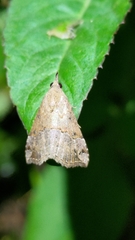 Hypena laceratalis