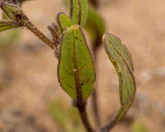 Nolana baccata