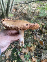 Cortinarius trivialis