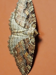 Triphosa haesitata