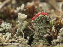 Cladonia didyma