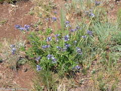 Pentanisia prunelloides