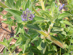 Pentanisia prunelloides