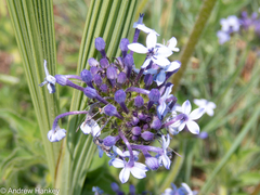 Pentanisia prunelloides