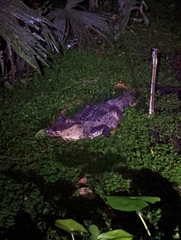 Caiman crocodilus