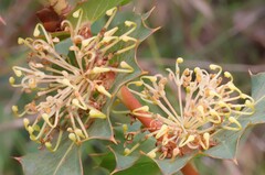 Hakea amplexicaulis