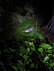 Caiman crocodilus