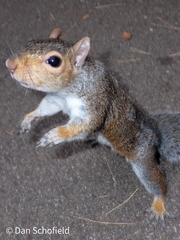 Sciurus carolinensis