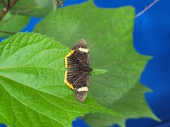 Riodina lycisca