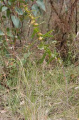Hakea amplexicaulis