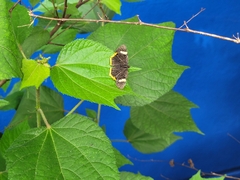Riodina lycisca