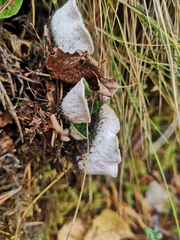 Peltigera aphthosa