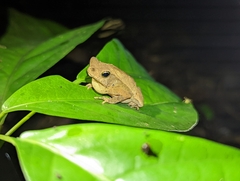 Rhinella alata