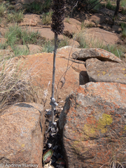 Kalanchoe thyrsiflora