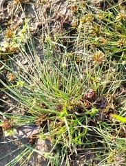 Fimbristylis argentea