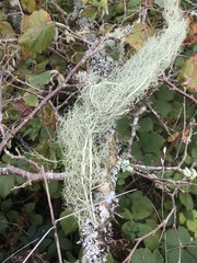 Usnea articulata