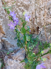 Campanula pyramidalis