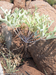 Cussonia paniculata sinuata