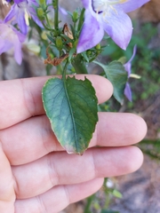 Campanula pyramidalis