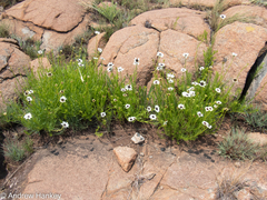 Callilepis laureola