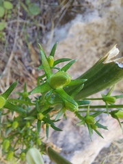 Campanula pyramidalis