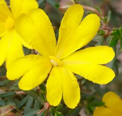 Hibbertia hypericoides