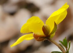 Hibbertia hypericoides