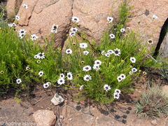 Callilepis laureola