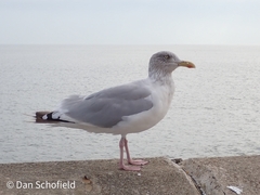 Larus argentatus