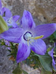Campanula pyramidalis
