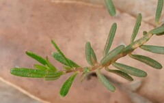 Hibbertia hypericoides