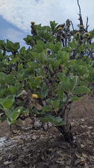 Wunderlichia mirabilis