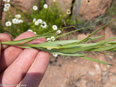 Callilepis laureola