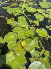 Nymphoides thunbergiana