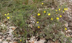 Hibbertia hypericoides